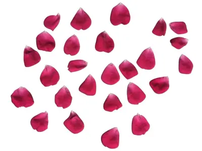 Rose Petals 3D model