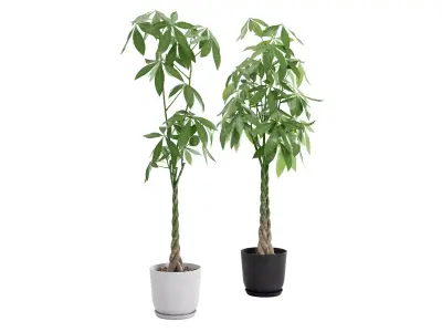 Plant Money Tree  L3 - Pachira Aquatica braid style 3D model 3D model