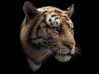 Bengal Tiger RIG Yeti 3D model