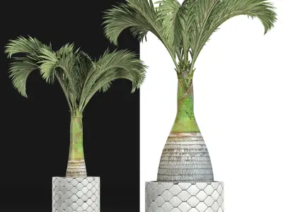 Plants Collection 156 Palm 3D model