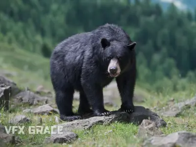 American Black Bear Animated VFX Grace 3D model