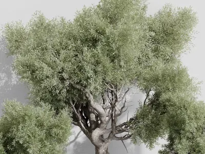 indoor plant set 389 tree bush concrete dirt vase Low-poly 3D model