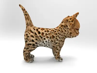 3D Forest cat Model  Low-poly 3D model