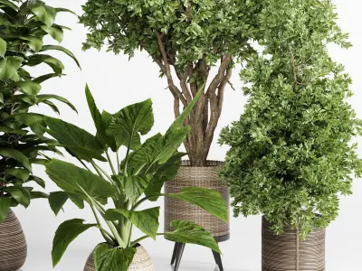  Indoor plant 439 plant tree in handmade wooden baskets Low-poly 3D model