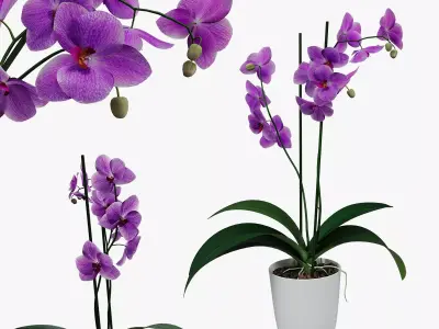 Orchid flower in a pot 3D model