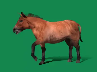 Mongolian Przewalski Wild Horse 3D model