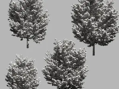 Maple trees - Set of 4 models 3D model