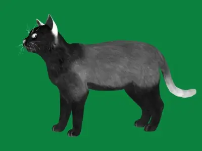 American Shorthair Cat Low-poly 3D model