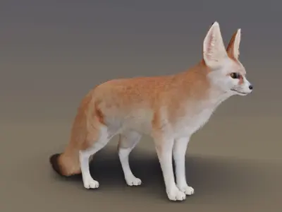 Fennec Fox Animated 3D model