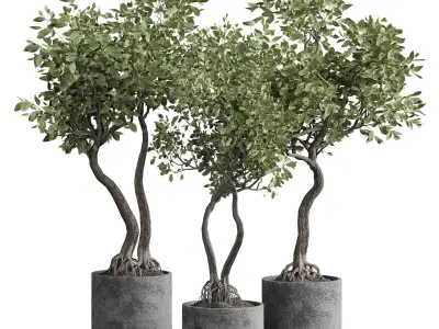 Indoor plant 03 3D model