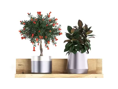 Collection of Exotic Plants 409 3D model