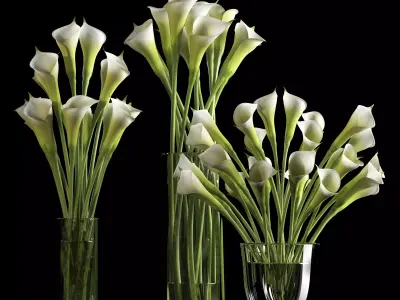 calalilly white set 3D model