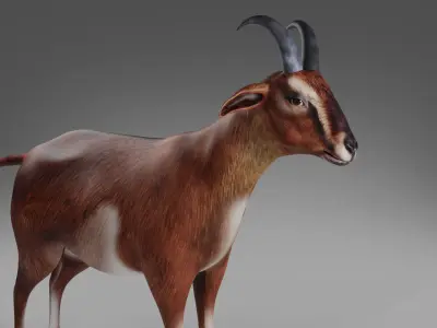 Goat 04 Rigged in Blender  Low-poly 3D model