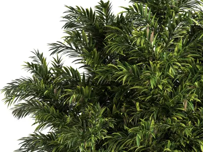 Palm in Plant Box 2 3D model