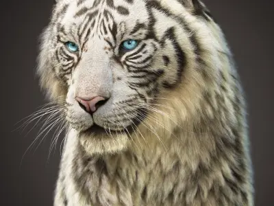 White Tiger 2025 static Xgen Core 3D model