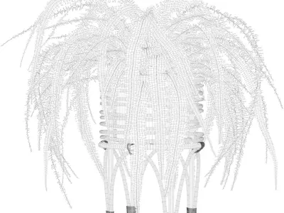 Fern in rattan stand 3D model