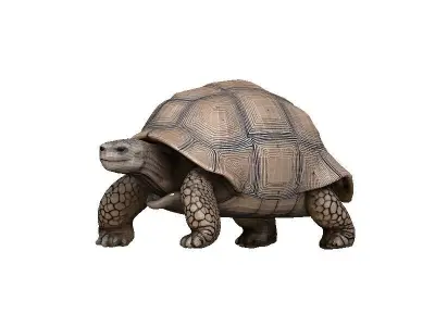 Tortoise Low-poly 3D model