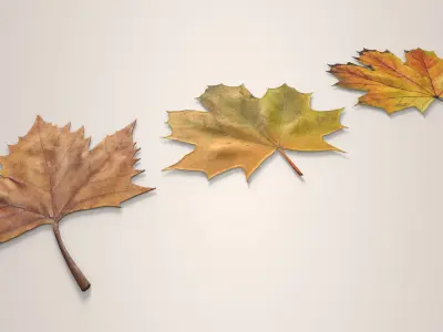 Autumn Maple Leaves Low-poly 3D model