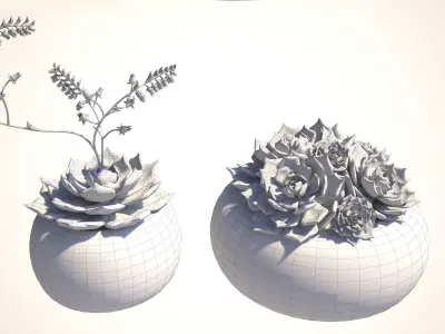 Echeveria Crassulaceae flowering plants  3D model