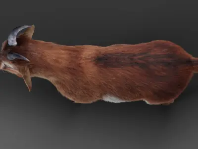 Fur Goat 04 NO Rigged in Blender  Low-poly 3D model