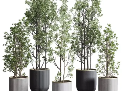 Indoor plant set 368 concrete vase plant tree shrub Low-poly 3D model