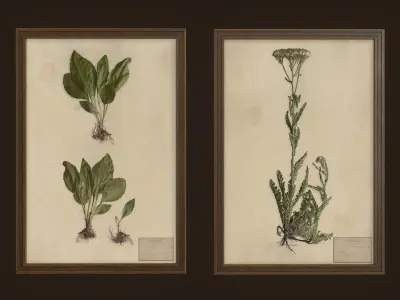 Herbarium pictures - PBR Game Ready Low-poly 3D model