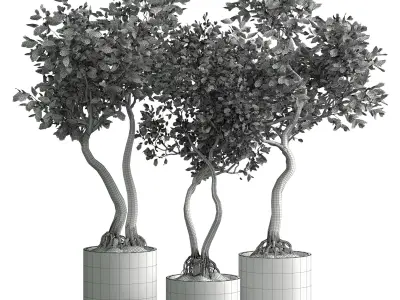 Indoor plant 03 3D model