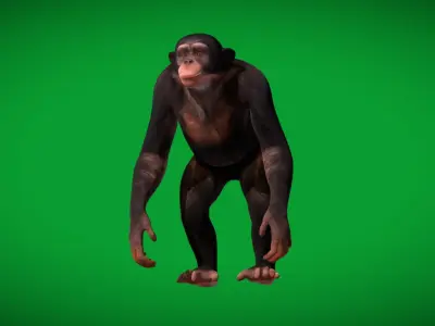Chimpanzee Ape Primate Low-poly 3D model