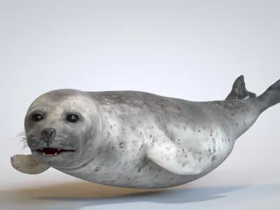 Common Seal 3D model