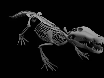 Crocodile Skeleton 3D Model Highly Detailed Clean Topology  3D model