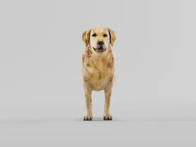 Golden Retriever Dog 3D model