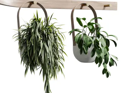 wall plant - set Indoor plant 483 hanging plants on shelf  3D model