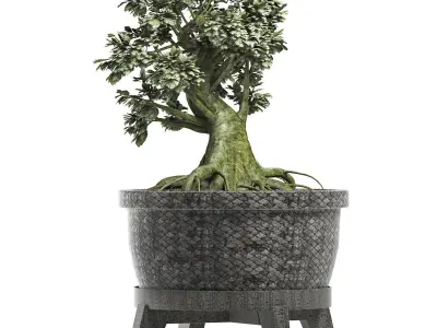 Plants Collection 173 Sageretia Theezans Mini Bonsai 3D model