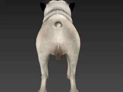 Sharpei pug Low-poly 3D model