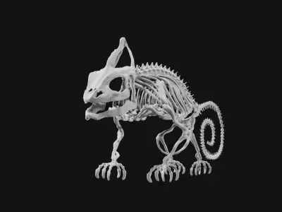 Skeleton of chameleon 3D model