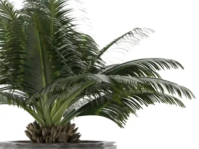 House Plant 28 3D model