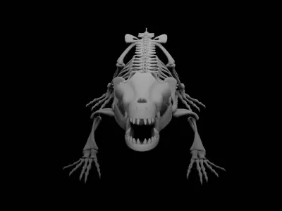 Crocodile Skeleton 3D Model Highly Detailed Clean Topology  3D model