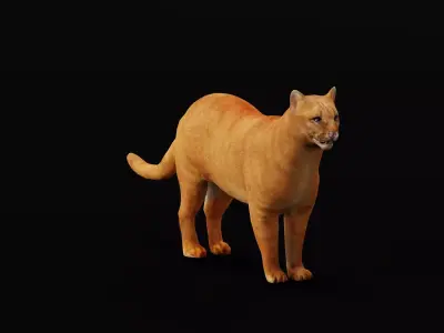 Jaguarundi Wildcat Animal Low-poly 3D model