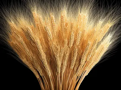 Bouquet of dried flowers from spikelets of wheat 287 3D model