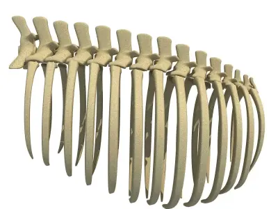 Animal Rib Cage 3D model