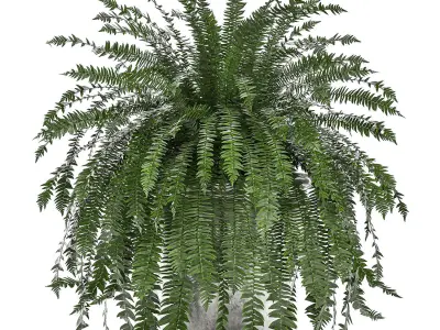 Decorative Fern in a white flowerpot 517 3D model