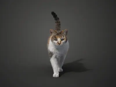 Calico Cat 01 Animated VFX Grace 3D model