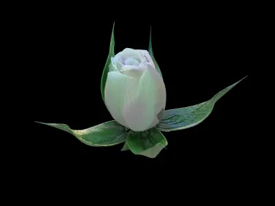 Rose opening animation Glowing Flower Blooming Rose 3D model