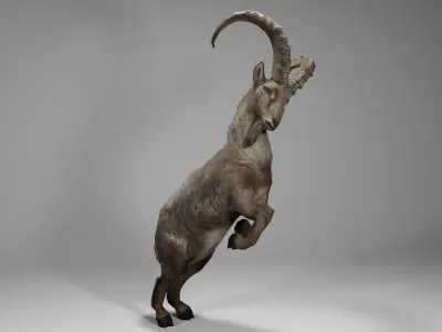 Alpine Ibex Low-poly 3D model