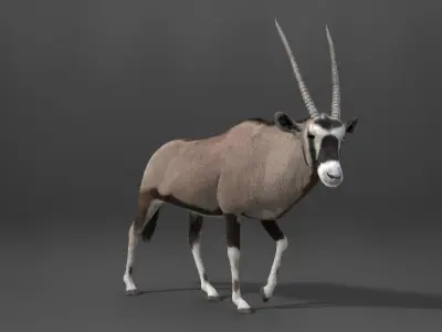 African Oryx Animated VFX Grace 3D model