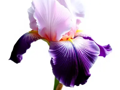 Double Iris Flower Layered Petals model pack Low-poly 3D model