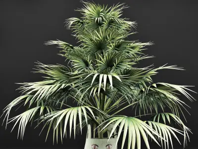 Plants Collection 142 Sabal Minor 3D model