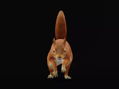 Eurasian Red Squirrel Low-poly 3D model