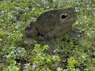 Warty Toad Low-poly 3D model