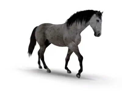 Realistic Animated Gray Horse Low-poly 3D model
